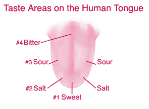 diagram of tongue showing taste regions